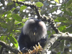 Macaca silenus