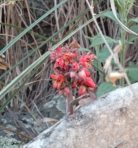 Foto de Rosa-de-pedra