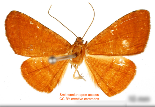 Pyrinia abditaria