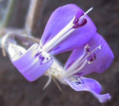 Dicliptera transvaalensis