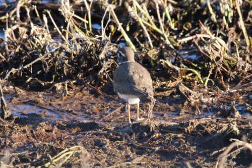 Killdeer photographed in South Carolina