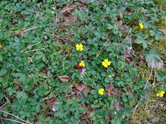 Potentilla anglica