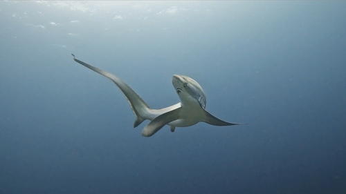 Photo of Pelagic Thresher Shark (Alopias pelagicus)