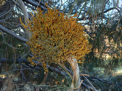 Arceuthobium campylopodum