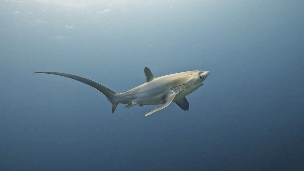 Pelagic thresher (Alopias pelagicus) — Alopiidae