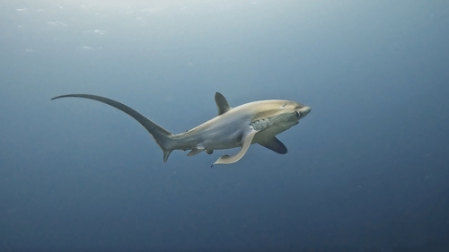 Photo of Pelagic Thresher Shark (Alopias pelagicus)