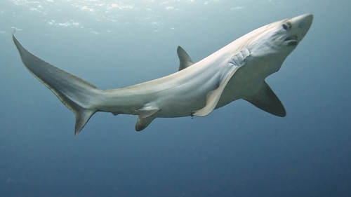 Pelagic thresher (Alopias pelagicus) — Alopiidae — 3