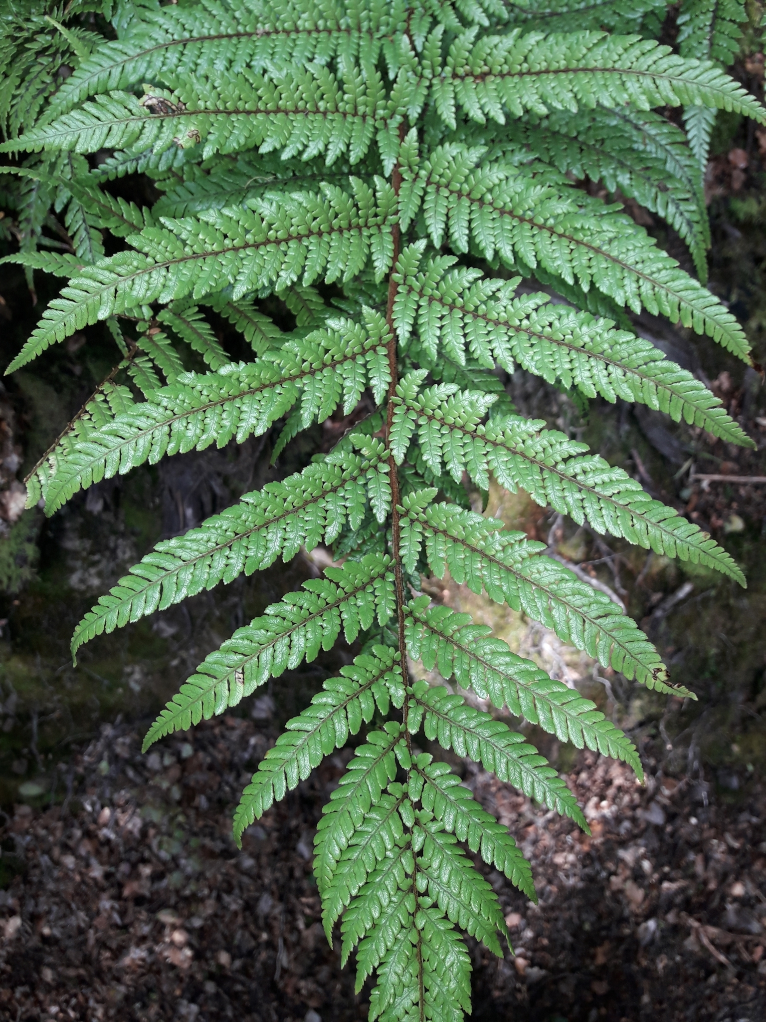 Dicksonia lanata image