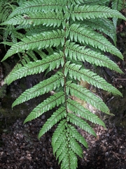 Dicksonia lanata