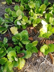 Bergenia crassifolia