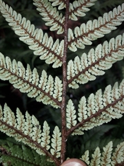Dicksonia lanata