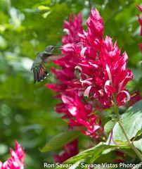 Anthracothorax dominicus