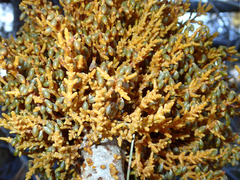 Arceuthobium campylopodum