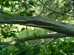 Yponomeuta evonymella