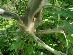 Yponomeuta evonymella