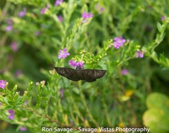 Ephyriades zephodes