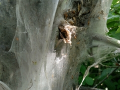Yponomeuta evonymella
