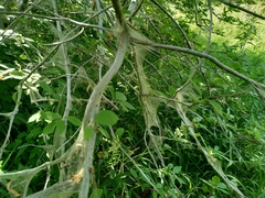 Yponomeuta evonymella
