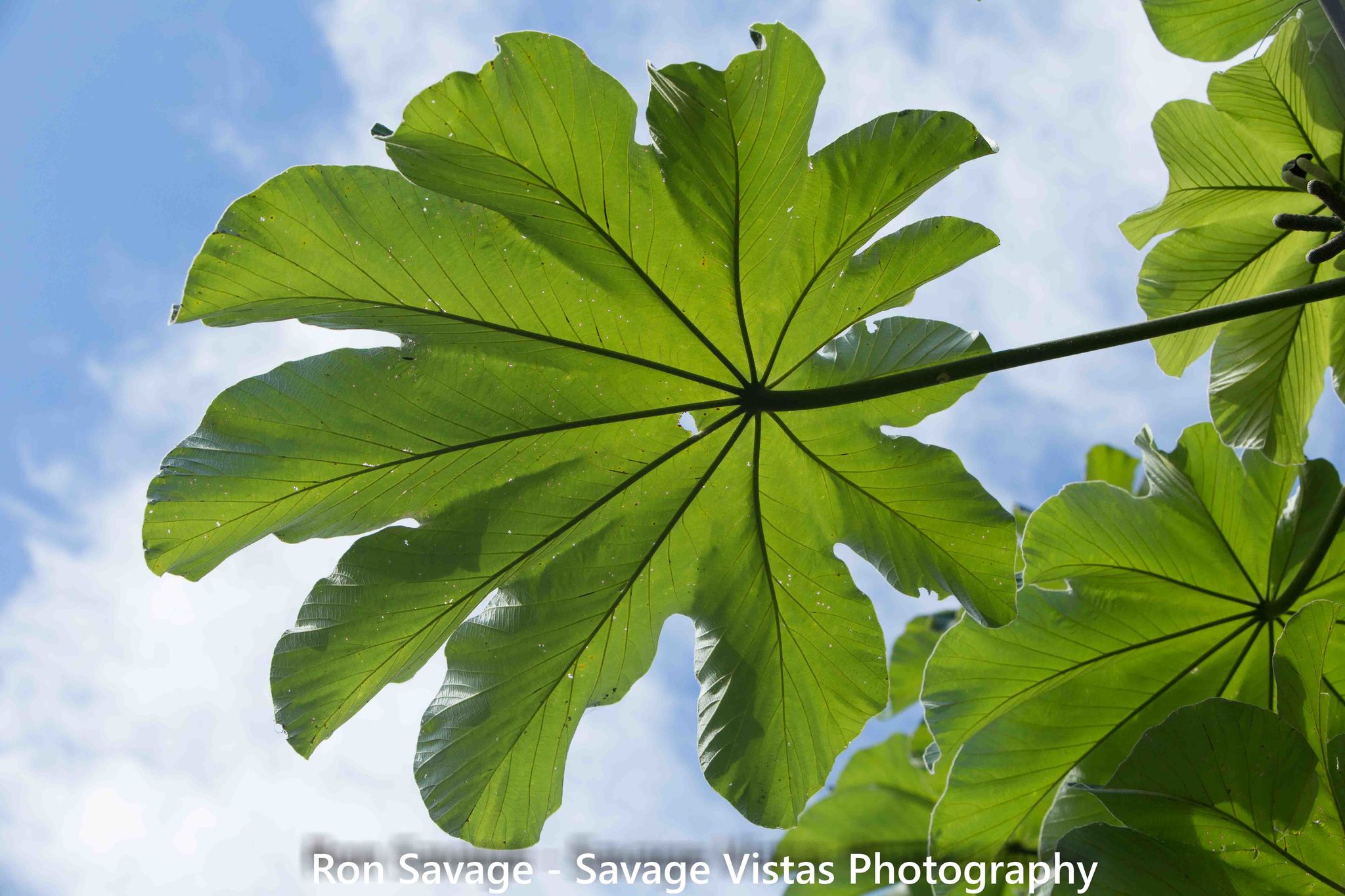 Cecropia