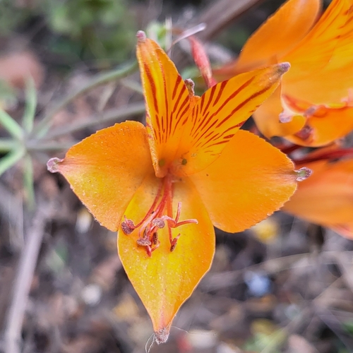 Astromelia