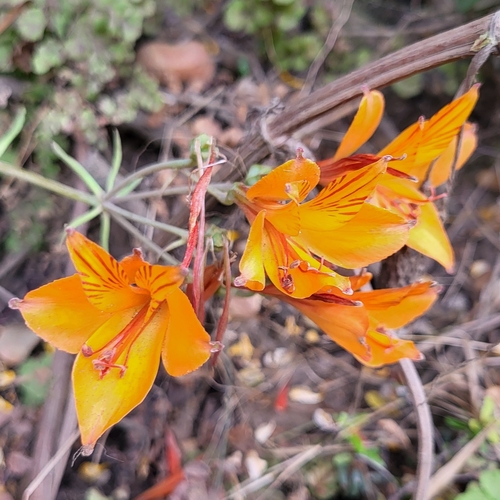 Foto de Astromelia