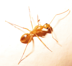 Camponotus cuneiscapus