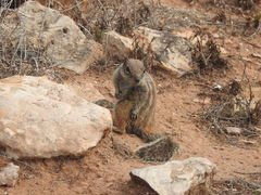 Atlantoxerus getulus