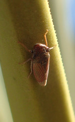 Cuerna yuccae
