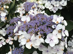 Hydrangea macrophylla