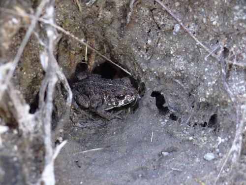 iNaturalist observation photo of Yosemite Toad