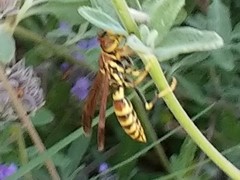Polistes exclamans