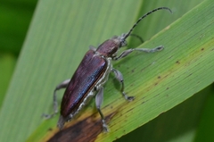 Donacia marginata
