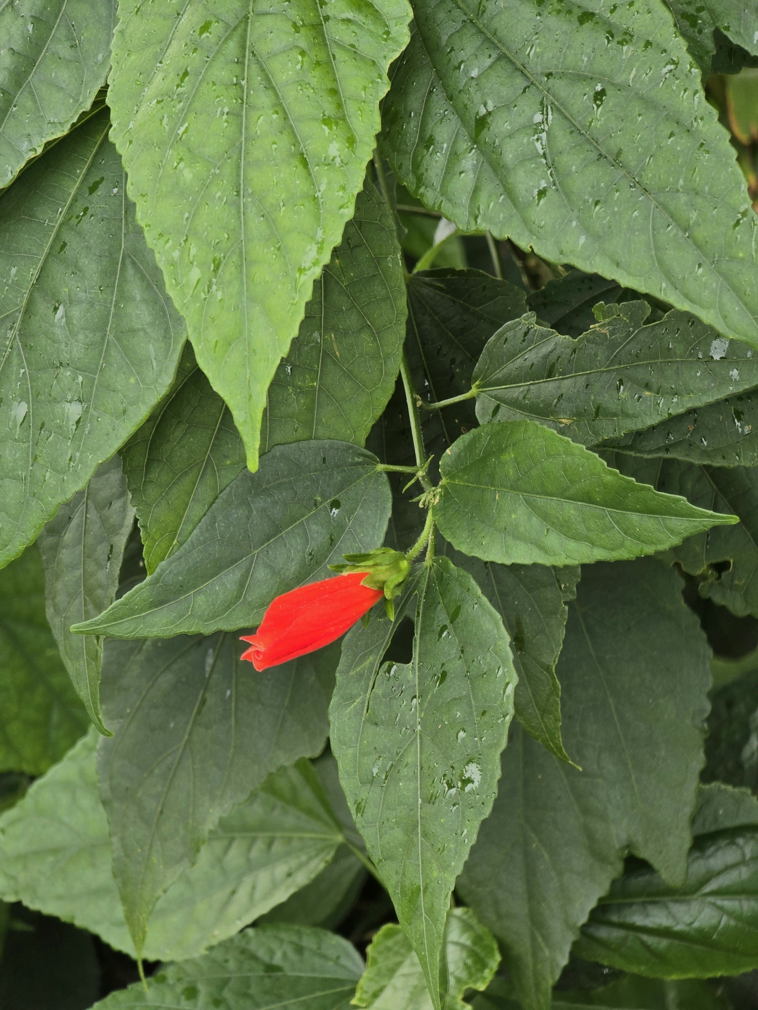 Imagem de Hibisco-colibri