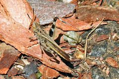 Austroicetes