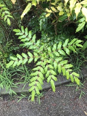 Ampelopsis glandulosa heterophylla