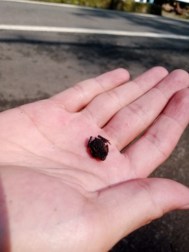 Ingerophrynus biporcatus