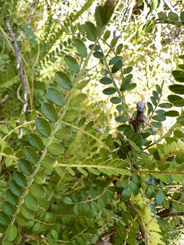 Sophora molloyi