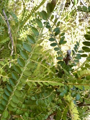 Molloy's Sophora (Sophora molloyi)