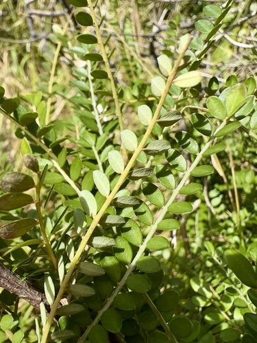 Sophora molloyi