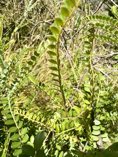 Sophora molloyi