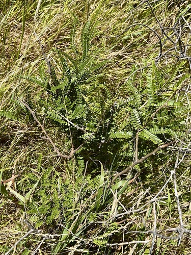 Sophora molloyi