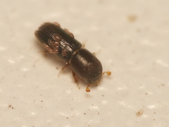 Xyleborinus saxesenii