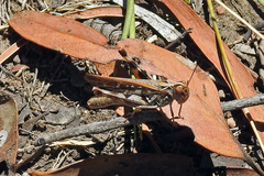 Austroicetes