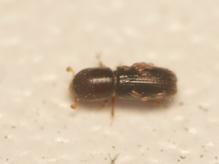Xyleborinus saxesenii