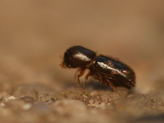 Xyleborinus saxesenii