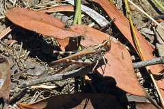 Austroicetes
