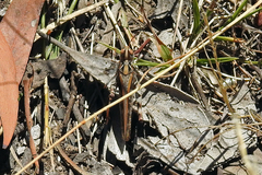 Austroicetes