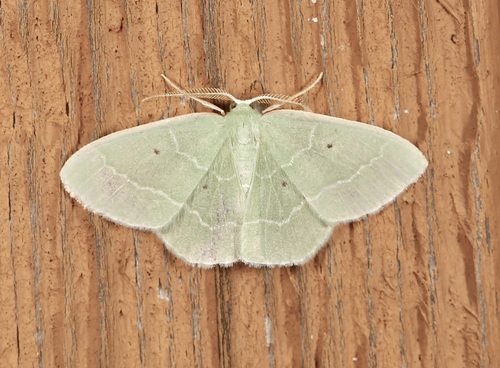 Cypress Emerald photo 3