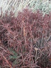 Dracophyllum recurvum