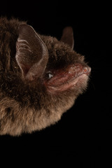 Black Myotis photo 3